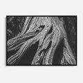Obraz w ramie 70x50 - Siła Natury - czarno biała fotografia, korzenie wielkiego drzewa - rama czarna