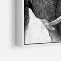 Obraz w ramie 50x50 - Spotkanie Mądrości - fotografia czarno biała, dwa słonie - rama biała