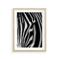 Plakat w ramie 30x40 - Pasy Zebr - zebra, paski - rama drewno