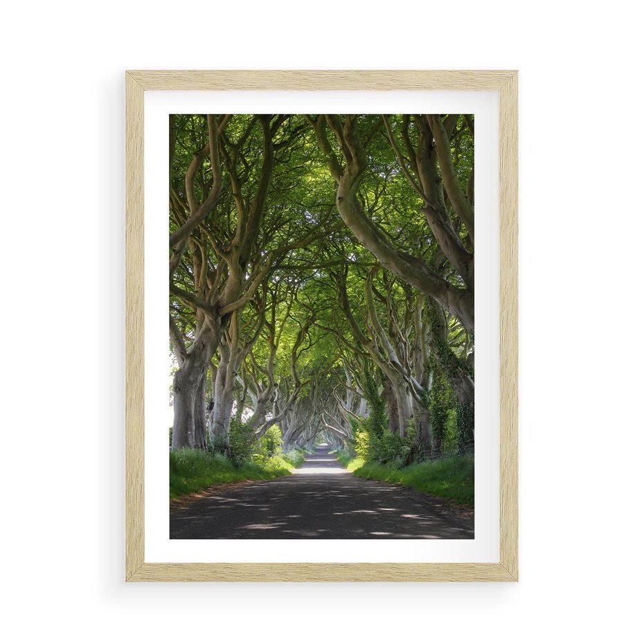 Plakat w ramie 50x70 - Magiczny Las - drzewa, las - rama drewno