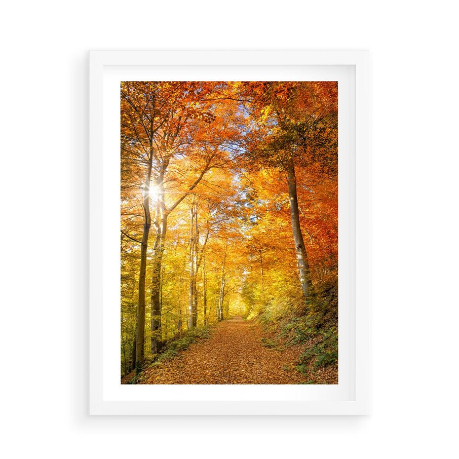 Plakat w ramie 50x70 - Złote barwy jesiennego lasu - las, jesień - rama biała