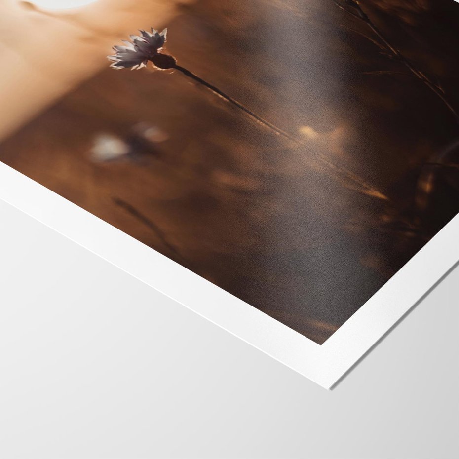 Plakat bez ramy 30x40 - Spokój łąki pod zachodem słońca - zachód, słońca