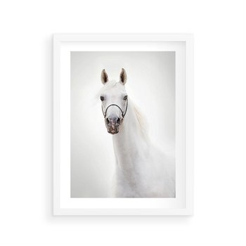 Plakat w ramie 40x50 - Elegancja białego konia - biały, koń - rama biała