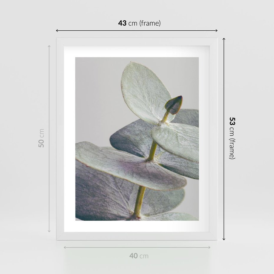 Plakat w ramie 40x50 - Zbliżenie Liści Eukaliptusa - eukaliptus, zbliżenie - rama biała