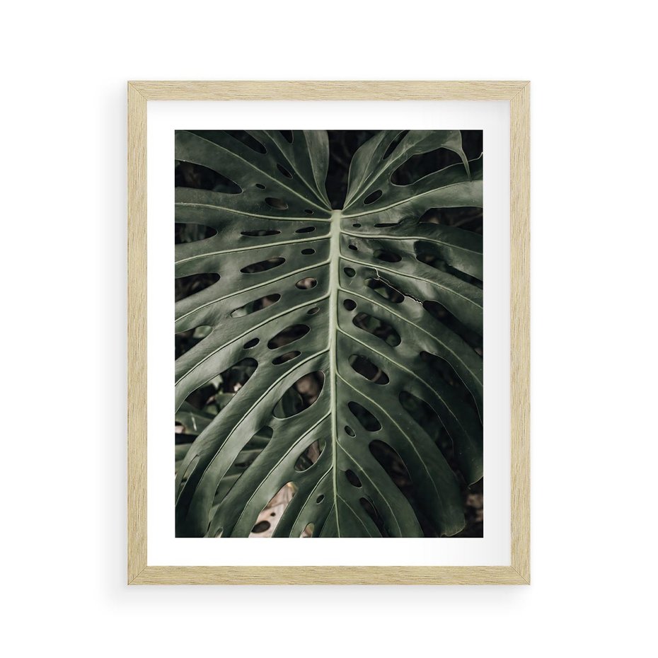 Plakat w ramie 40x50 - Majestatyczny Liść Monstery - liść monstery, majestatyczny liść - rama drewno