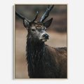 Obraz w ramie 50x70 - Spokojny jeleń - jeleń, las - rama drewno