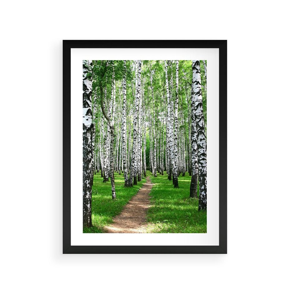 Plakat w ramie 30x40 - Bajkowy las pełen brzóz - las, brzozy - rama czarna