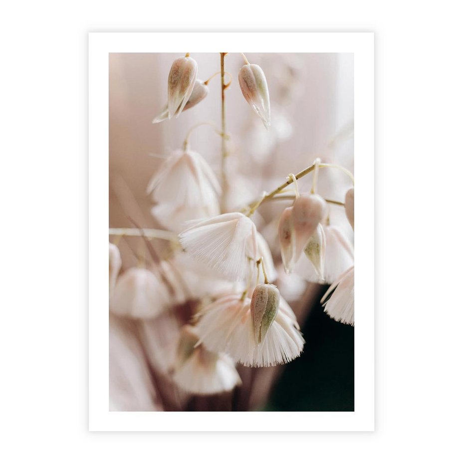 Plakat bez ramy 40x50 - Suszona Delikatność - suszone kwiaty, rośliny