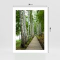Plakat bez ramy 30x40 - Spacer ścieżką przez brzozowy las - las, ścieżka