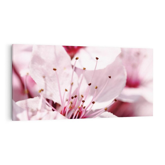 Obraz na płótnie 100x50 - Kwitnąca Wiśnia - kwiaty, kwitnąca