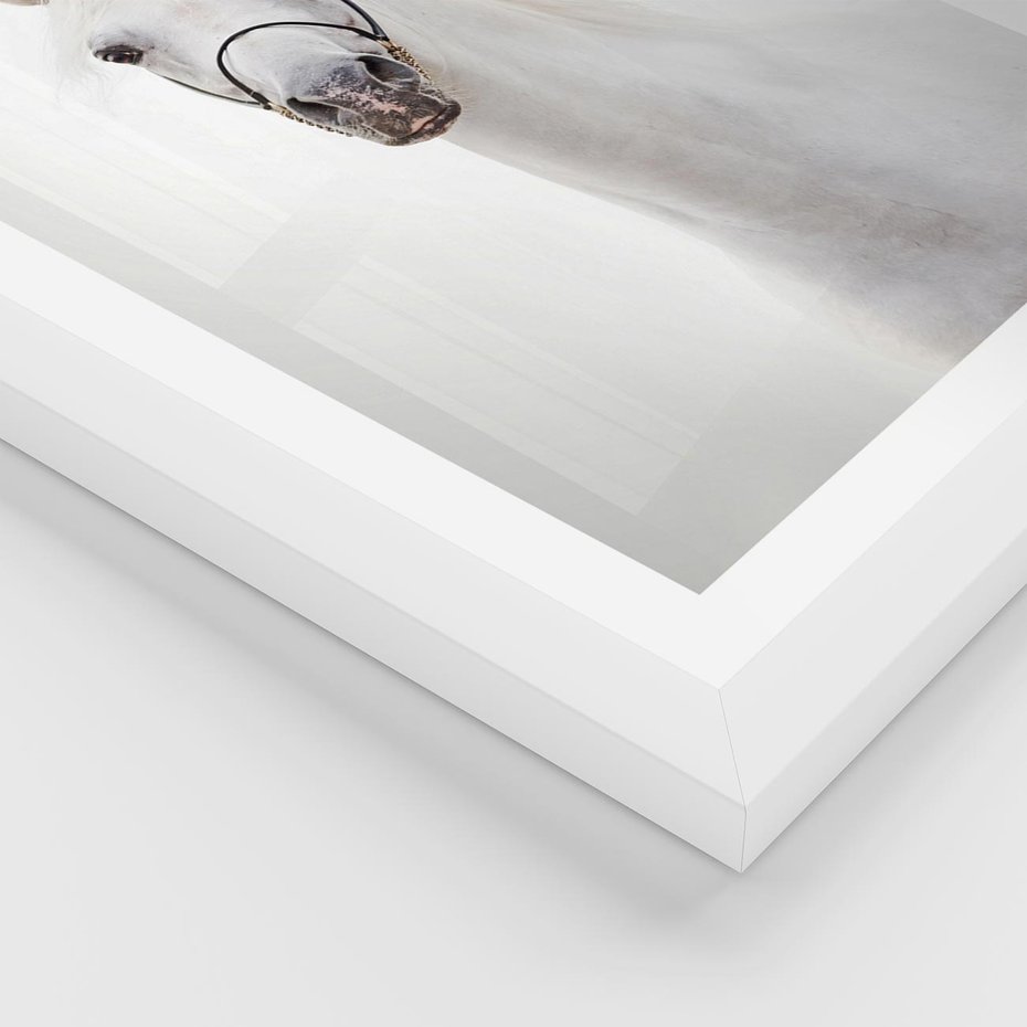 Plakat w ramie 50x70 - Elegancja białego konia - biały, koń - rama biała