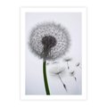Plakat bez ramy 30x40 - Lekkość Przemijania - dmuchawiec, makro