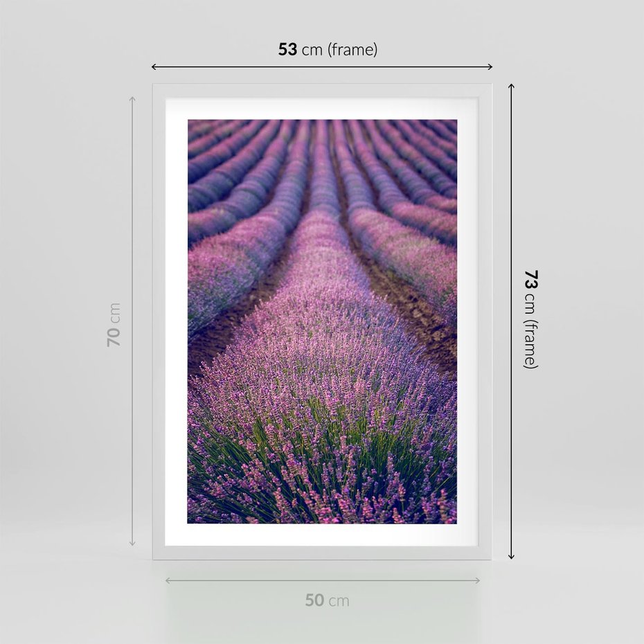 Plakat w ramie 50x70 - Pole Lawendy w Pełnej Krasie - pole lawendy, kompozycja - rama biała