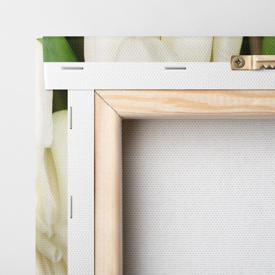 Obraz na płótnie 120x60 - Białe tulipany w pełnym rozkwicie - białe, tulipany