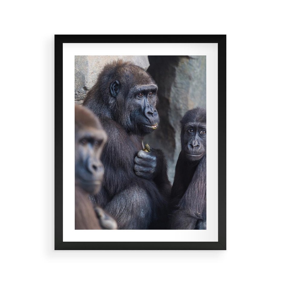Plakat w ramie 40x50 - Małpy w ich naturalnym środowisku - małpy, szympansy - rama czarna