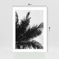 Plakat bez ramy 30x40 - Czas Zapomnienia - palmy, czarno biała fotografia