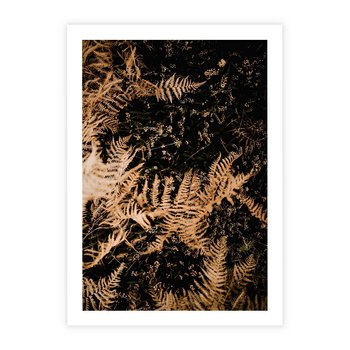 Plakat bez ramy 40x50 - Jesienne Paprocie: Kolorowa Paleta Natury - paprocie, jesień