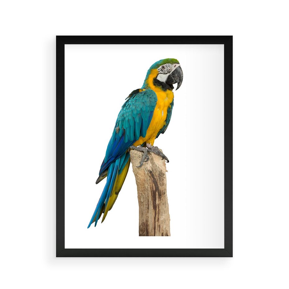 Plakat w ramie 40x50 - Kolorowa papuga w locie - papuga, ptak - rama czarna