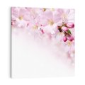 Obraz na płótnie 70x70 - Kwitnąca Wiśnia - kwiaty, kwitnącej