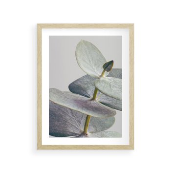 Plakat w ramie 50x70 - Zbliżenie Liści Eukaliptusa - eukaliptus, zbliżenie - rama drewno