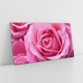 Obraz na płótnie 140x70 - Róża Wspaniałości - róża, kwiat