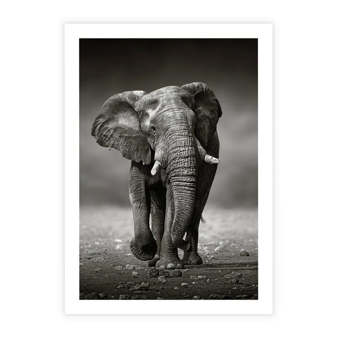 Plakat bez ramy 21x30 - Majestatyczny słoń Afryki - słoń, Afryka