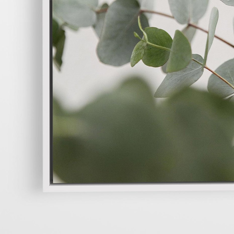 Obraz w ramie 50x50 - Liście eukaliptusa w naturze - eukaliptus, liście - rama biała