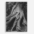 Obraz w ramie 80x120 - Siła Natury - czarno biała fotografia, korzenie wielkiego drzewa - rama biała