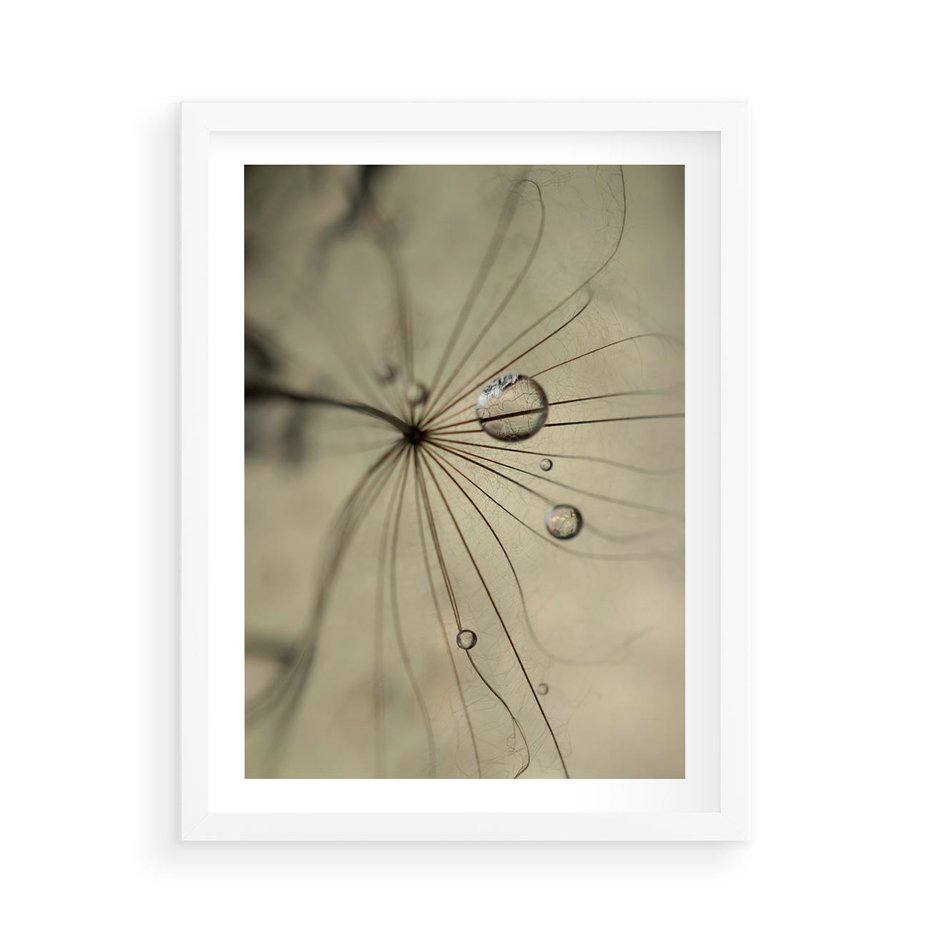 Plakat w ramie 50x70 - Delikatność dmuchawców - dmuchawce, krople - rama biała