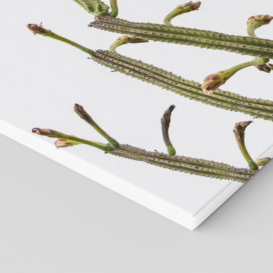 Obraz na płótnie 150x50 - Ekskluzywna Roślinność - kaktusy, liście