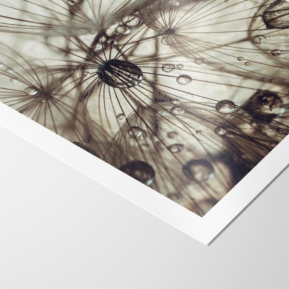 Plakat bez ramy 30x40 - Lekkie dmuchawce - dmuchawce, krople