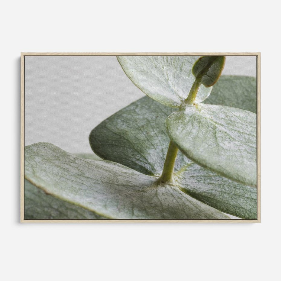 Obraz w ramie 70x50 - Eukaliptusowa zieleń - eukaliptus, zielone - rama drewno