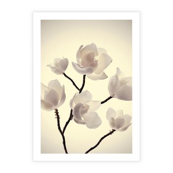 Plakat bez ramy 50x70 - Elegancja Natury - magnolia, białe