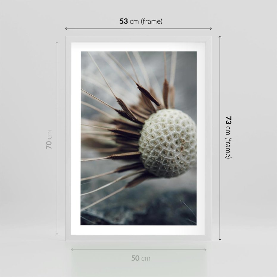 Plakat w ramie 50x70 - Makro Dmuchawiec - dmuchawiec, zbliżenie - rama biała