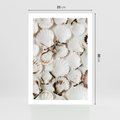 Plakat bez ramy 21x30 - Białe Muszle - białe muszle, ujęcie z góry