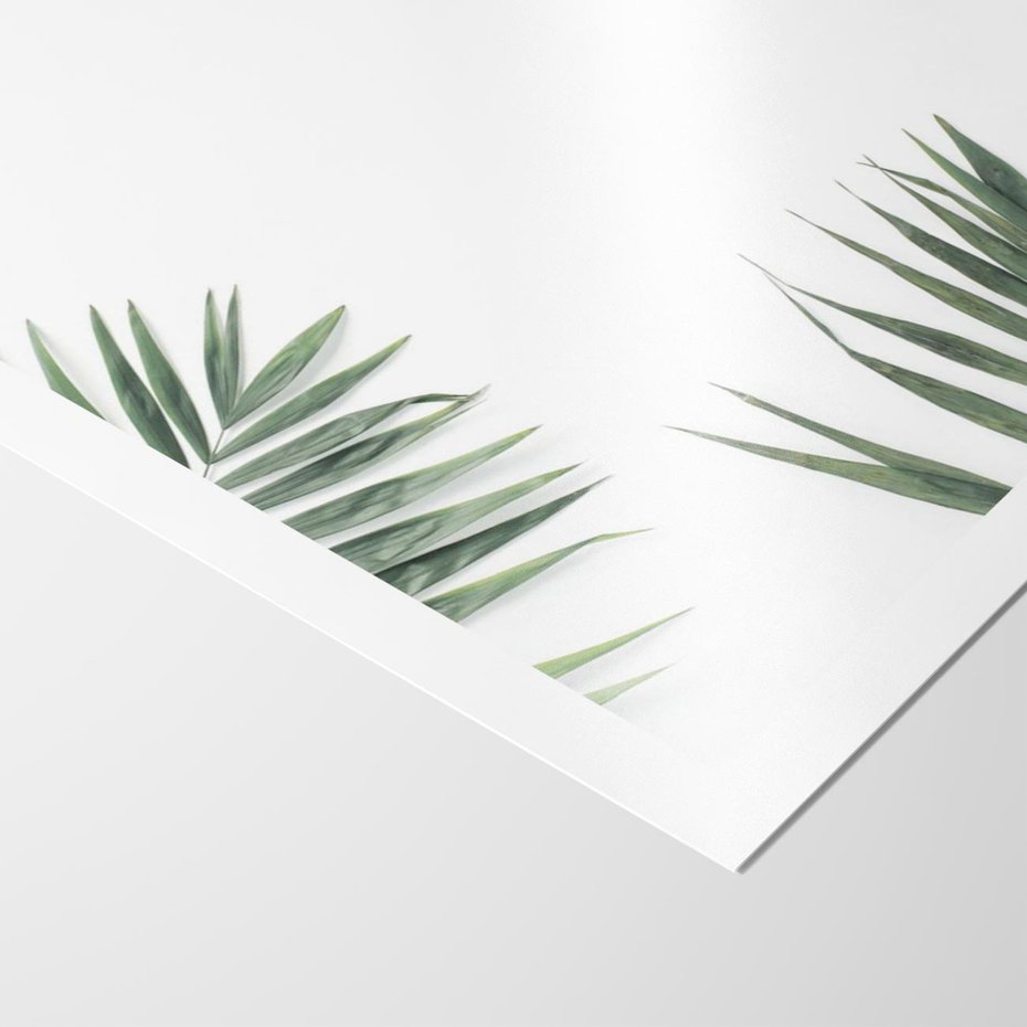 Plakat bez ramy 21x30 - Liście Palmy na Czystym Tle - liście palmy, białe tło