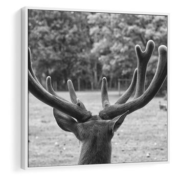 Obraz w ramie 50x50 - Przygubione motyle marzeń - fotografia czarno biała, młody jeleń w zagrodzie - rama biała