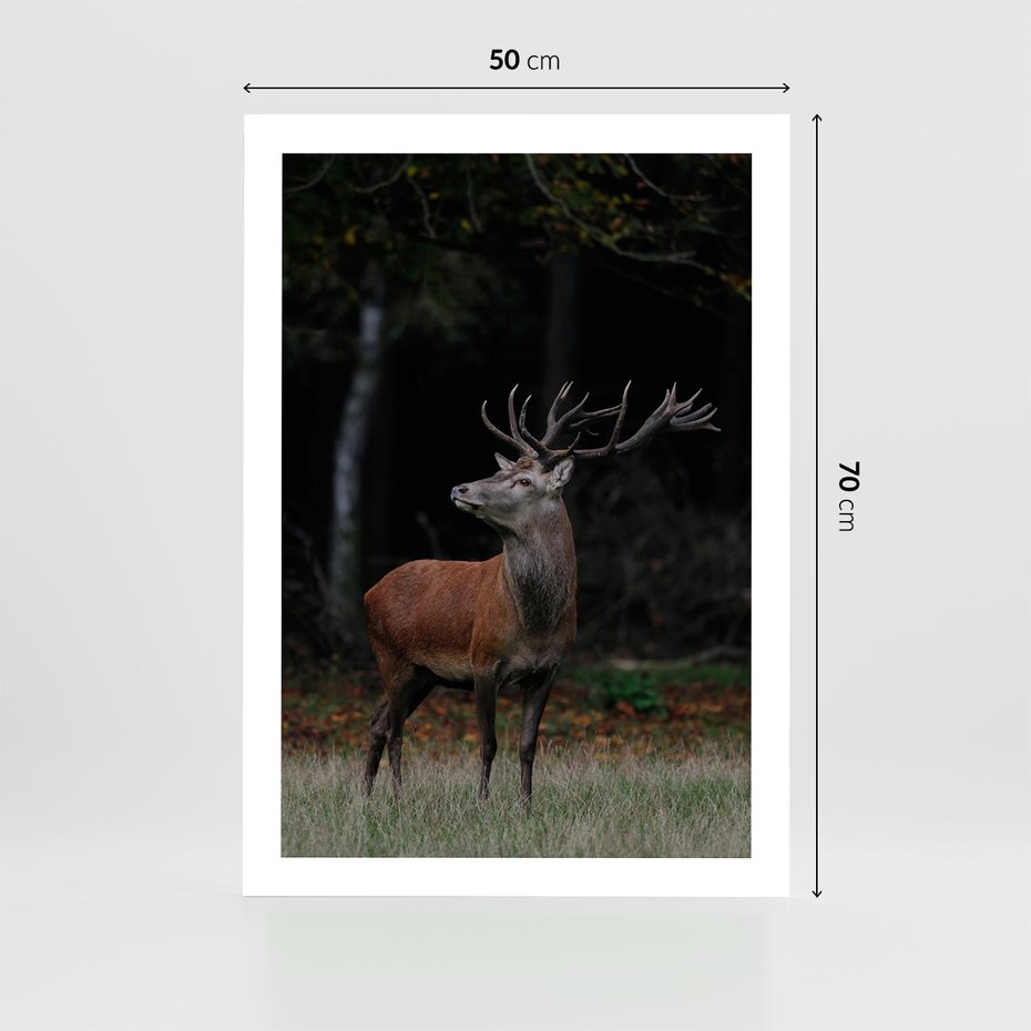 Plakat bez ramy 50x70 - Spotkanie z naturą - jeleń, las