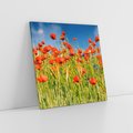 Obraz na płótnie 80x80 - Delikatne maki na kolorowej łące - mak, maki