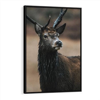 Obraz w ramie 70x100 - Spokojny jeleń - jeleń, las - rama czarna