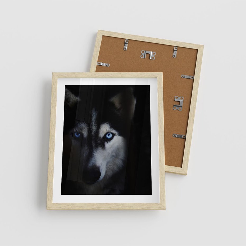 Plakat w ramie 40x50 - Wilk i husky: siła przyjaźni - wilk, husky - rama drewno