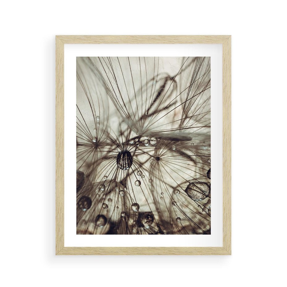 Plakat w ramie 40x50 - Lekkie dmuchawce - dmuchawce, krople - rama drewno