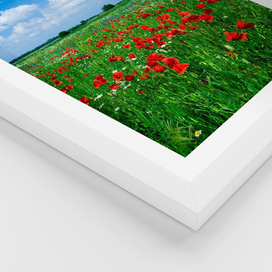 Plakat w ramie 40x50 - Kolorowa łąka pełna maku - łąka, maki - rama biała
