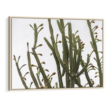 Obraz w ramie 70x50 - Ekskluzywna Roślinność - kaktusy, liście - rama drewno