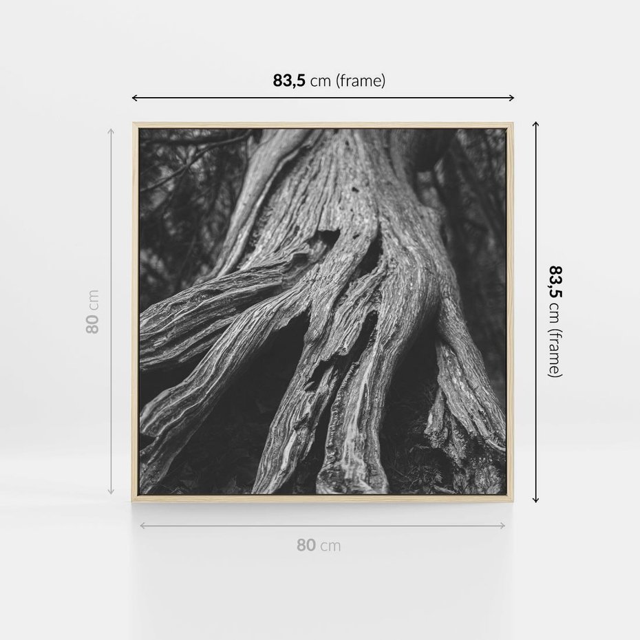 Obraz w ramie 80x80 - Siła Natury - czarno biała fotografia, korzenie wielkiego drzewa - rama drewno