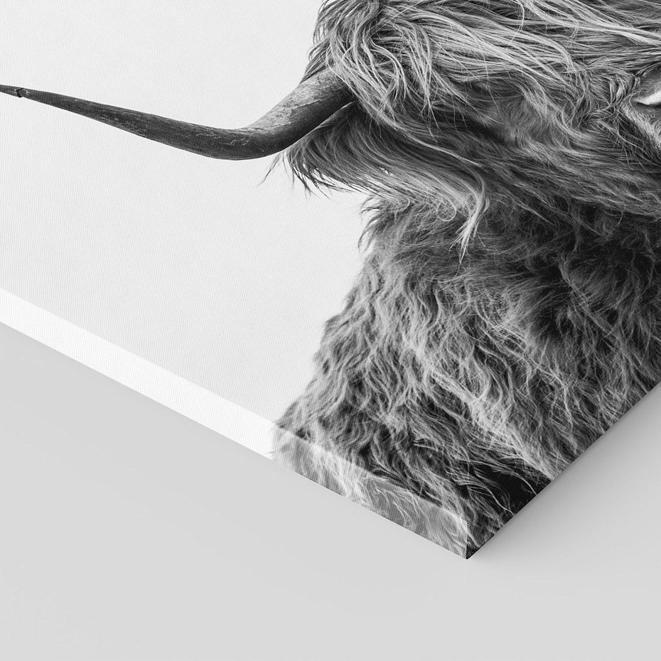 Obraz na płótnie 70x50 - Moc i Spokój - amerykańskie bydło, byk