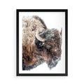 Plakat w ramie 50x70 - Obraz Dzikiej Przyrody w Śnieżnym Otoczeniu - żubr, śnieg - rama czarna