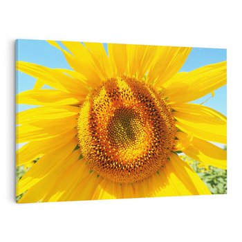 Obraz na płótnie 120x80 - Słoneczniki w naturalnym otoczeniu - słonecznik, natura