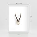 Plakat w ramie 30x40 - Minimalistyczne Poroże Jelenia - poroże jelenia na ścianie, minimalizm - rama biała