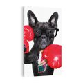 Obraz na płótnie 80x120 - Boksujący mops - pies - boks, mops